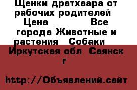 Щенки дратхаара от рабочих родителей › Цена ­ 22 000 - Все города Животные и растения » Собаки   . Иркутская обл.,Саянск г.